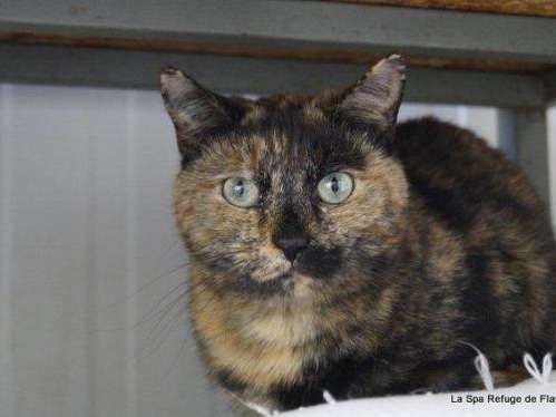 Jeune Femelle 2 Ans 1 2 Robe Bicolore A Adopter Petite Annonce Chat Jeune Femelle 2 Ans 1 2 Robe Bicolore A Adopter Petite Annonce Chat