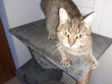 Femelle adulte robe tricolore 4 ans 1/2 à adopter