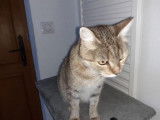 Femelle adulte robe tricolore 4 ans 1/2 à adopter