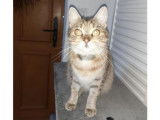 Femelle adulte robe tricolore 4 ans 1/2 à adopter