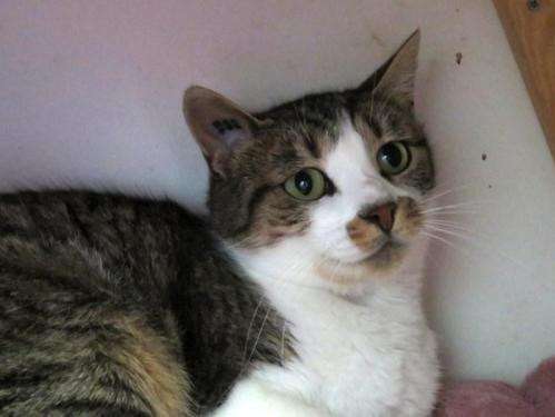 Femelle adulte robe tricolore 3 ans 1/2 recherche famille