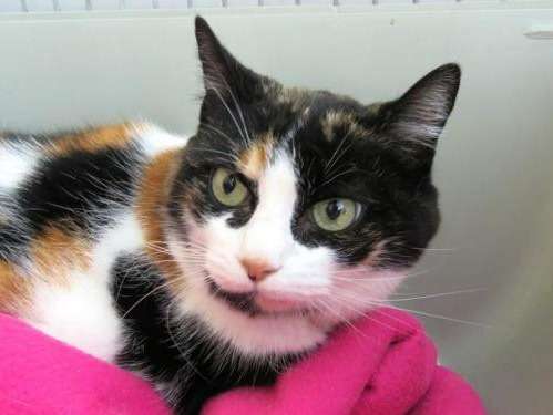 Femelle adulte 12 ans 1/2 robe tricolore recherche famille
