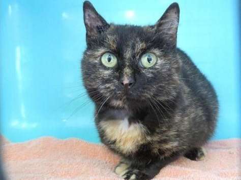 Femelle adulte 9 ans 1/2 robe bicolore à adopter