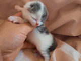 Chatons non LOOF Highland Straight mis bas en 2021 à réserver