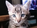 3 Chatons Bengal (LOOF) pelage tacheté à rosettes à vendre