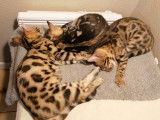 3 Chatons Bengal (LOOF) pelage tacheté à rosettes à vendre