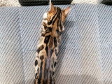 3 Chatons Bengal (LOOF) pelage tacheté à rosettes à vendre