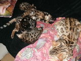 3 Chatons Bengal (LOOF) pelage tacheté à rosettes à vendre