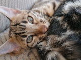 3 Chatons Bengal (LOOF) pelage tacheté à rosettes à vendre