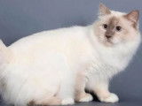 Chat adulte LOOF Sacré de Birmanie mâle pour saillie