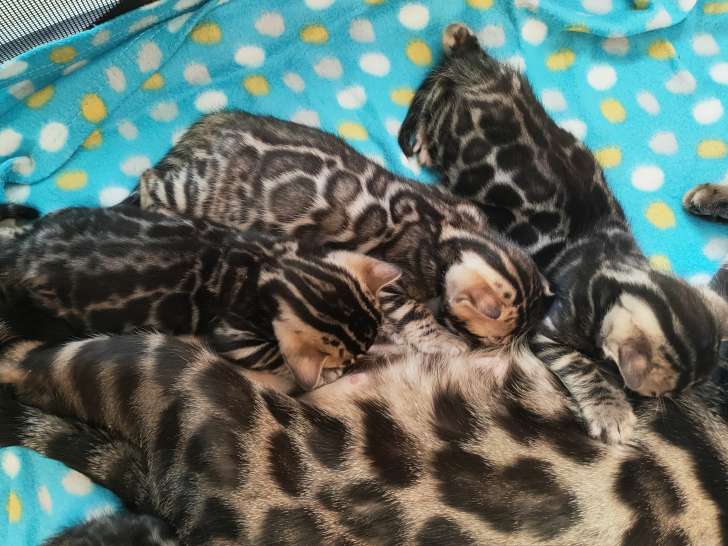 A vendre : 4 chatons mâles Bengal  pedigree LOS