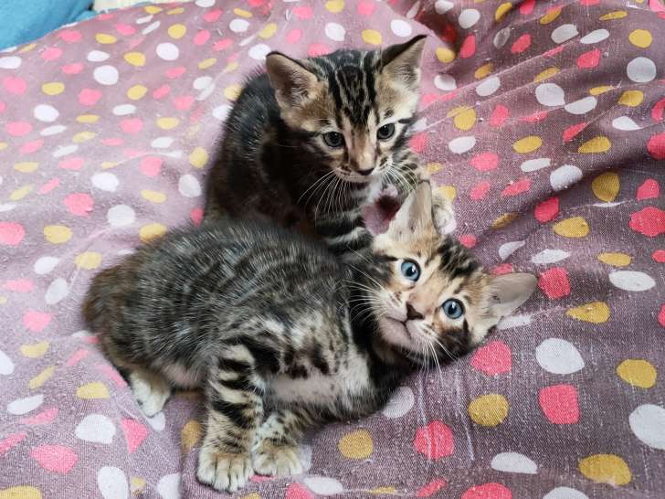 A Vendre 4 Chatons Males Bengal Pedigree Los Petite Annonce Chat