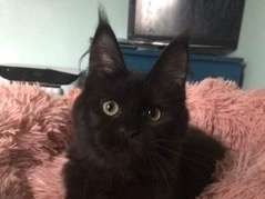 Une chatonne Maine Coon noire LOOF née en 2021 à vendre