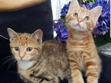5 chatons non LOOF Européen mâles et femelles nés en juillet 2021 à vendre