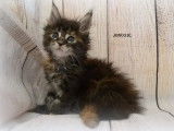 Réservation ouverte pour 7 chatons LOOF Maine Coon de septembre 2021, 5 mâles et 2 femelles