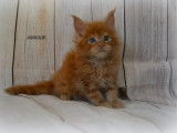 Réservation ouverte pour 7 chatons LOOF Maine Coon de septembre 2021, 5 mâles et 2 femelles