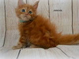 Réservation ouverte pour 7 chatons LOOF Maine Coon de septembre 2021, 5 mâles et 2 femelles