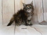 Réservation ouverte pour 7 chatons LOOF Maine Coon de septembre 2021, 5 mâles et 2 femelles