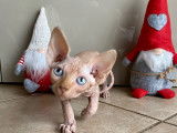 1 Chaton m&acirc;les Sphynx LOOF &agrave; la robe rousse &agrave; r&eacute;server