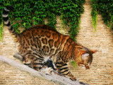 À acheter chat mâle Bengal marron de 5 ans (LOOF)