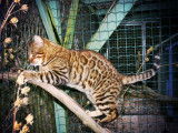 À acheter chat mâle Bengal marron de 5 ans (LOOF)