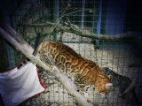 À acheter chat mâle Bengal marron de 5 ans (LOOF)
