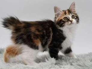 À vendre : un chaton femelle LOOF Kurilian Bobtail tricolore