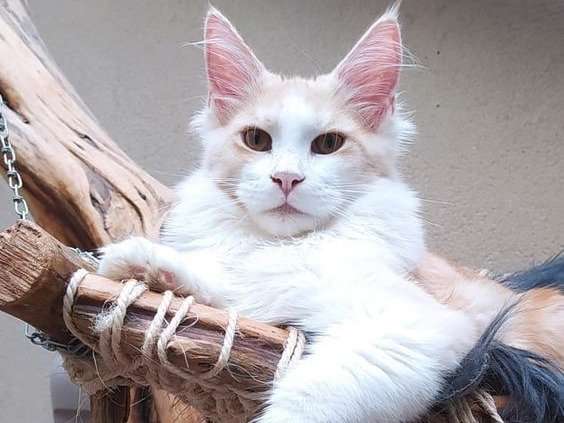 Mise à la vente d’un chaton Maine Coon mâle de couleur beige et blanc (LOOF)