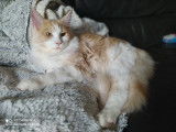 Mise à la vente d’un chaton Maine Coon mâle de couleur beige et blanc (LOOF)