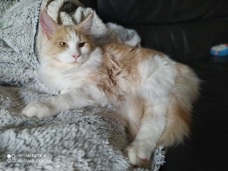 Mise A La Vente D Un Chaton Maine Coon Male De Couleur Beige Et Blanc Loof Petite Annonce Chat