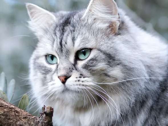 Mise en vente d’un chat non LOOF Sibérien adulte de 3 ans, femelle