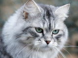 Mise en vente d’un chat non LOOF Sibérien adulte de 3 ans, femelle