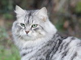 Mise en vente d’un chat non LOOF Sibérien adulte de 3 ans, femelle