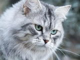 Mise en vente d’un chat non LOOF Sibérien adulte de 3 ans, femelle