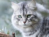 Mise en vente d’un chat non LOOF Sibérien adulte de 3 ans, femelle
