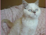 Chatonne British Shorthair extrémités bleues LOOF à vendre
