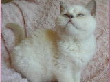 Chatonne British Shorthair extrémités bleues LOOF à vendre