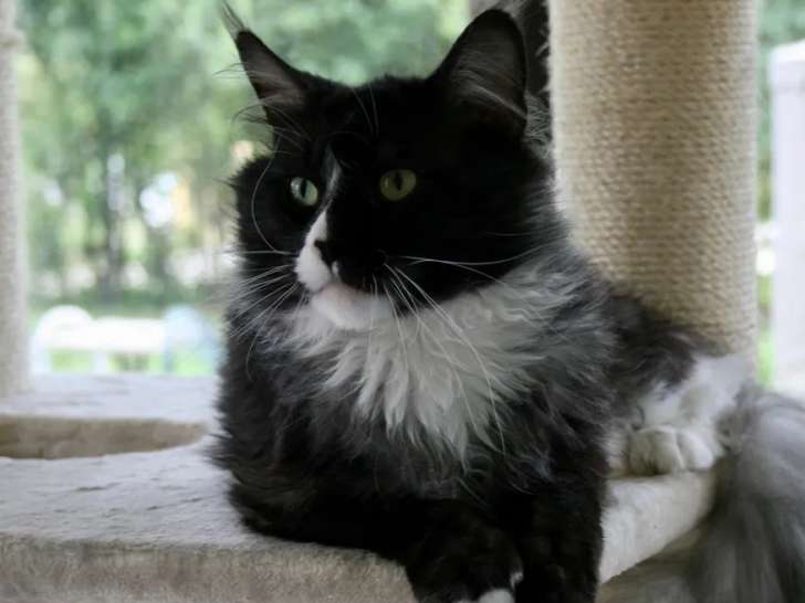 Un chat mâle adulte LOOF Maine Coon de 3 ans, au pelage black smoke, disponible à la vente