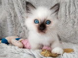 À réserver : un chaton mâle LOOF Sacré de Birmanie seal point, né en 2021