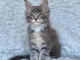 À réserver, 4 chatons Maine Coon bleus tacheté tigré et blancs