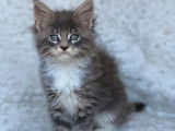 À réserver, 4 chatons Maine Coon bleus tacheté tigré et blancs