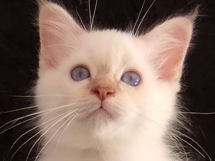 À vendre : un chaton mâle LOOF Sacré de Birmanie lilac tabby point, né en mai 2021