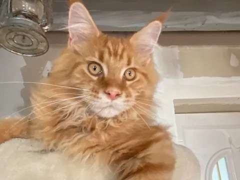 Un chaton mâle roux LOOF Maine Coon, né en mai 2021, disponible à la vente
