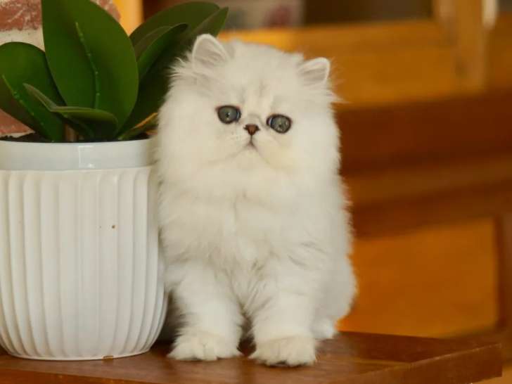 À acheter : une chatonne LOOF Persan chinchilla blanche, née en août 2021
