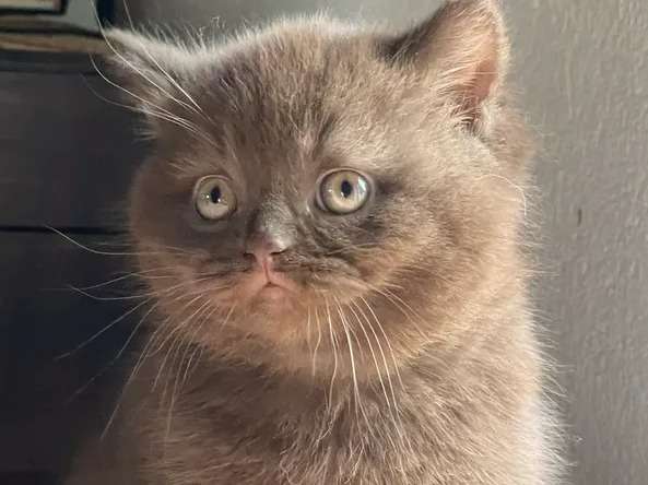 Un chaton mâle LOOF British Shorthair cinnamon, né en septembre 2021 à réserver
