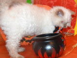 Chat mâle Selkirk Rex d’un an au pelage blanc disponible (LOOF)