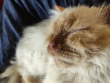 Chat mâle Selkirk Rex d’un an au pelage blanc disponible (LOOF)