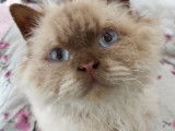 Chat mâle Selkirk Rex d’un an au pelage blanc disponible (LOOF)