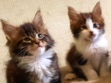 5 chatons Maine Coon (LOOF) disponibles à la réservation
