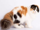 Chatte tricolore de race Highland Fold de 3 ans en vente (LOOF)
